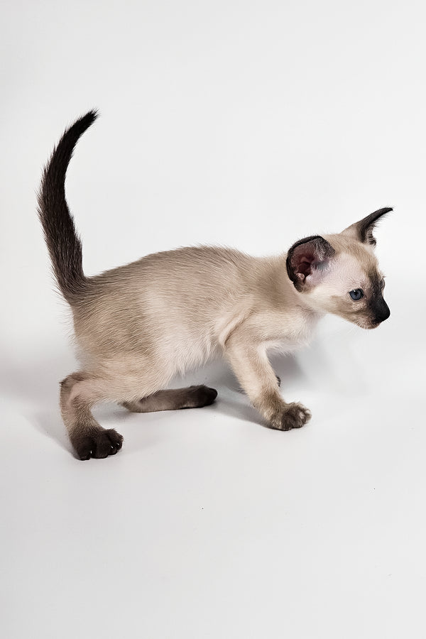 Milana | Oriental Shorthair Kitten