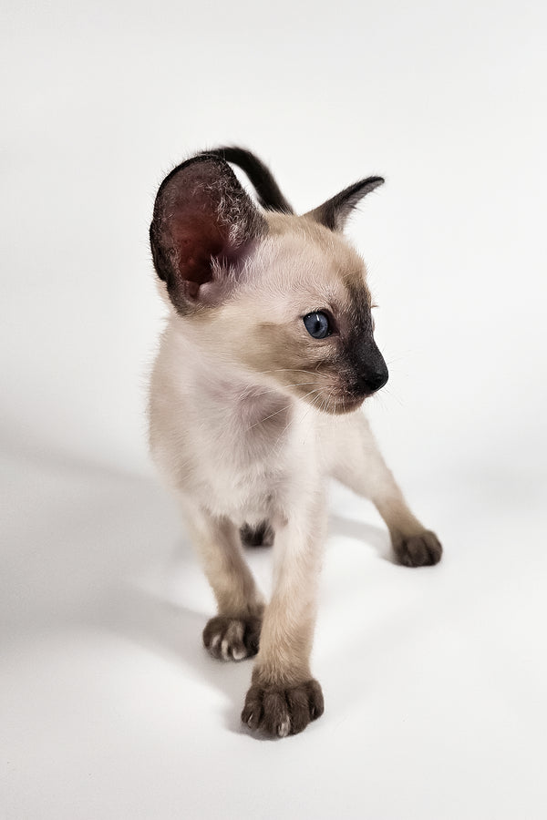 Milana | Oriental Shorthair Kitten