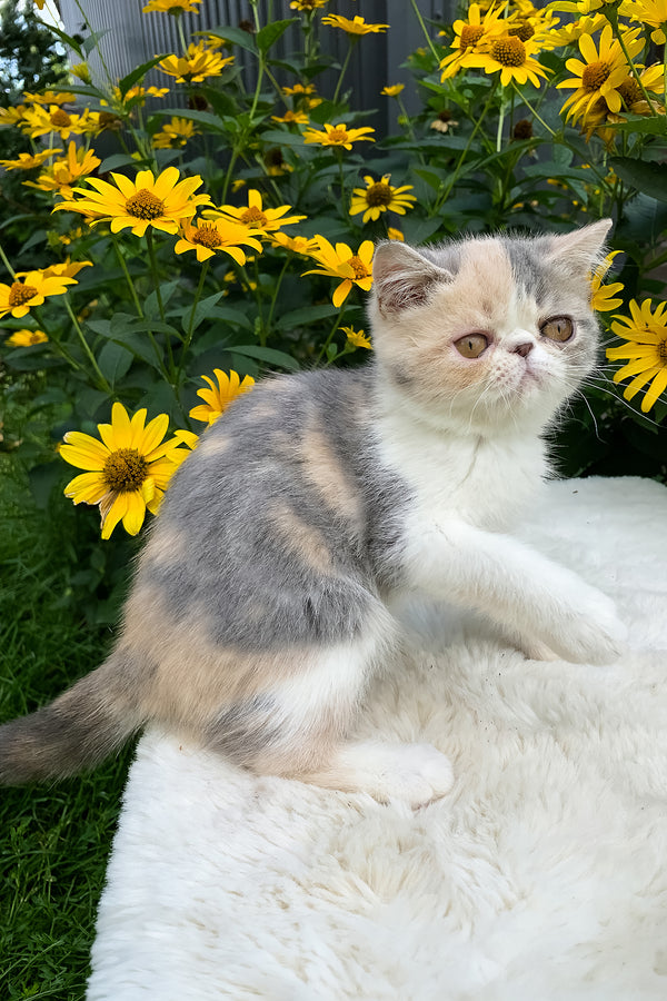 Milashka | Exotic Shorthair Kitten