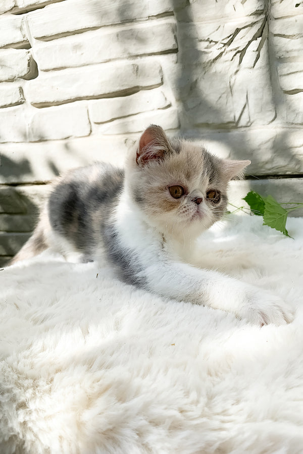 Milashka | Exotic Shorthair Kitten