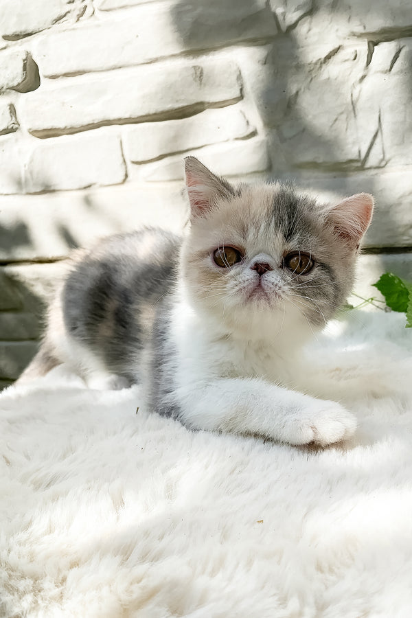 Milashka | Exotic Shorthair Kitten