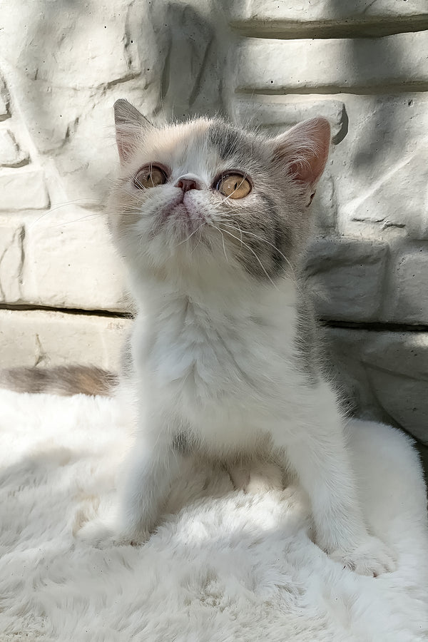 Milashka | Exotic Shorthair Kitten