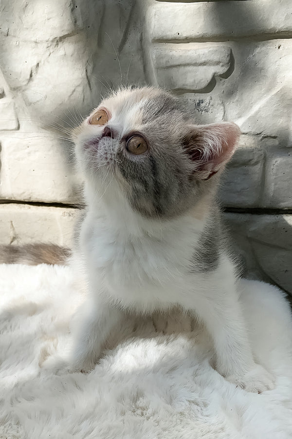 Milashka | Exotic Shorthair Kitten