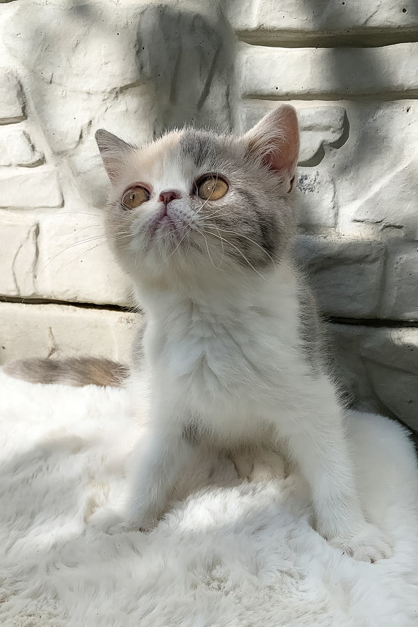 Milashka | Exotic Shorthair Kitten
