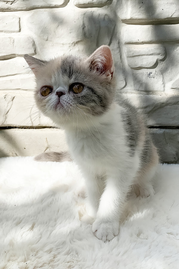 Milashka | Exotic Shorthair Kitten