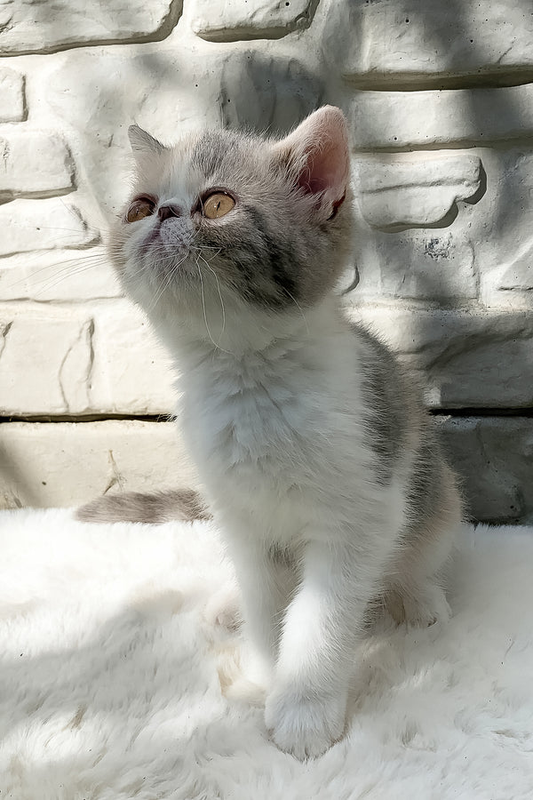Milashka | Exotic Shorthair Kitten