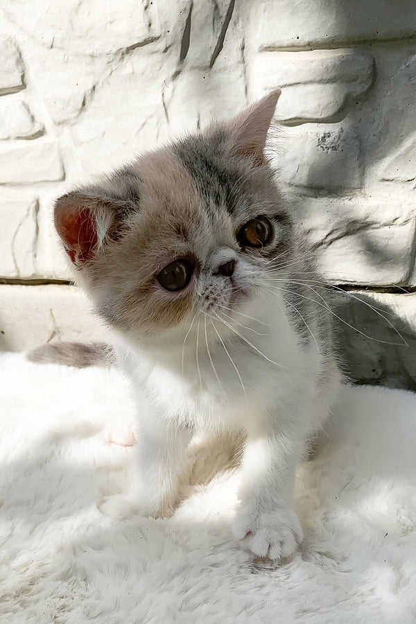 Milashka | Exotic Shorthair Kitten
