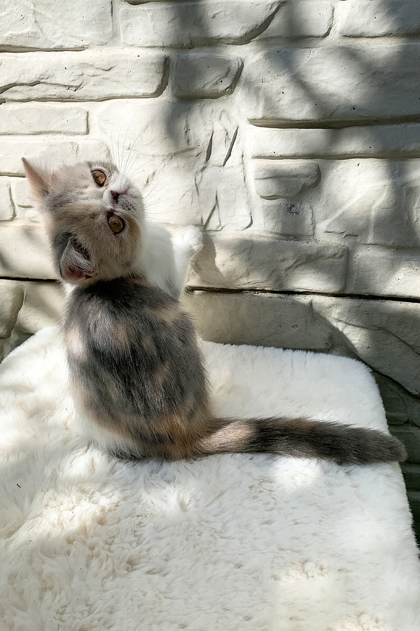 Milashka | Exotic Shorthair Kitten