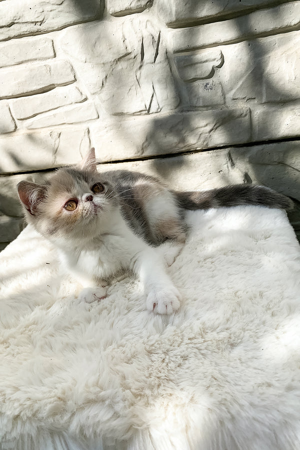 Milashka | Exotic Shorthair Kitten