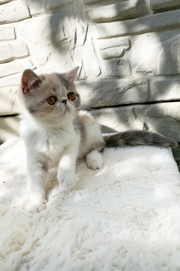 Milashka | Exotic Shorthair Kitten