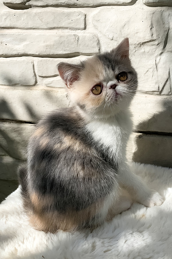Milashka | Exotic Shorthair Kitten