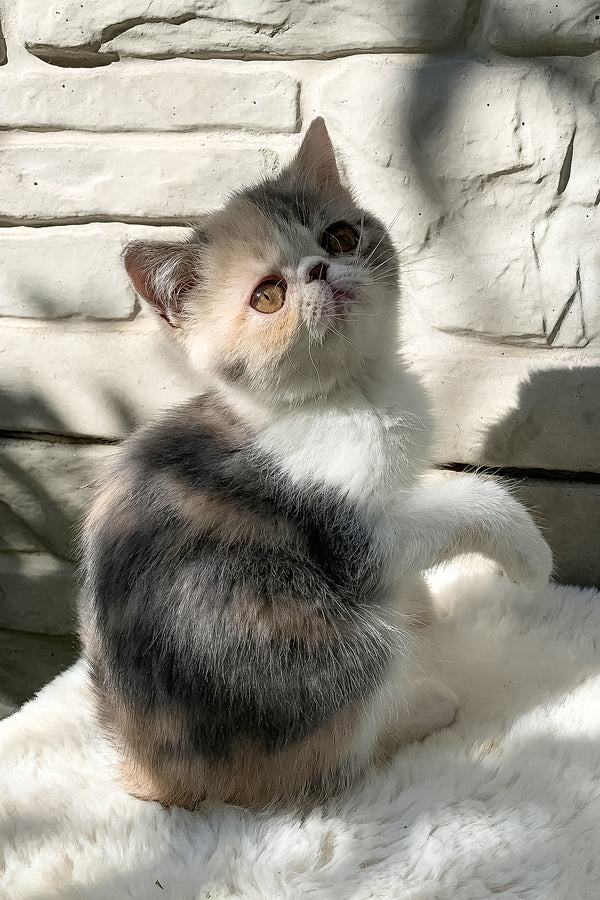 Milashka | Exotic Shorthair Kitten