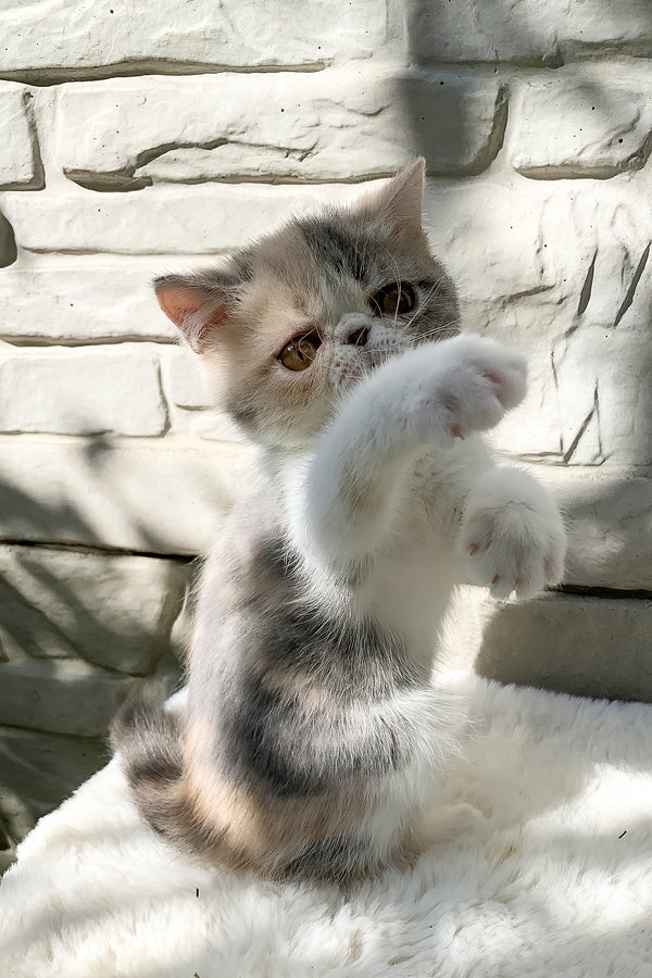Milashka | Exotic Shorthair Kitten