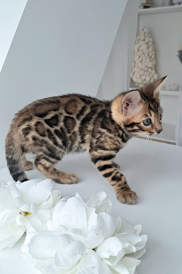 Millie | Bengal Kitten