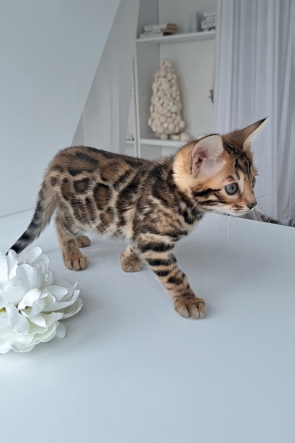 Millie | Bengal Kitten