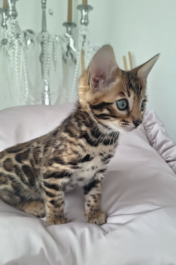 Millie | Bengal Kitten