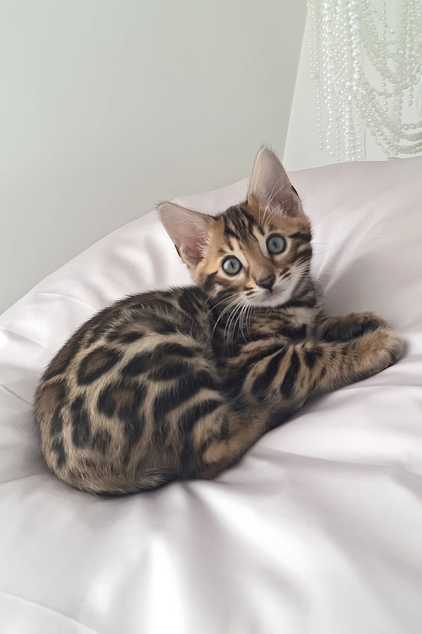 Millie | Bengal Kitten