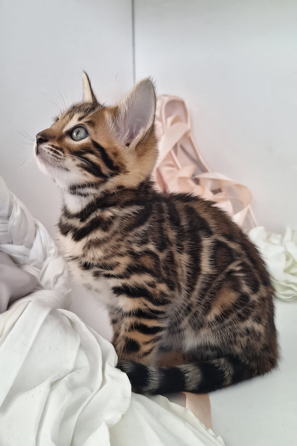 Millie | Bengal Kitten