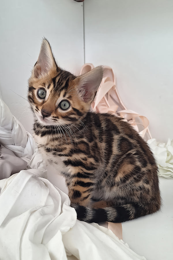Millie | Bengal Kitten