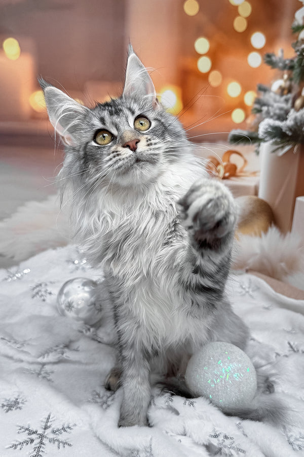 Milly | Maine Coon Kitten