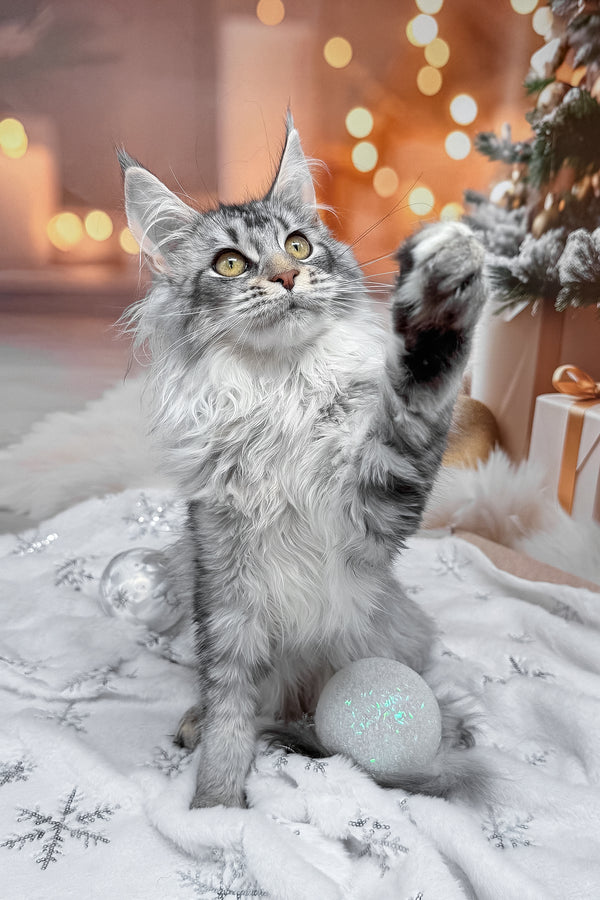 Milly | Maine Coon Kitten