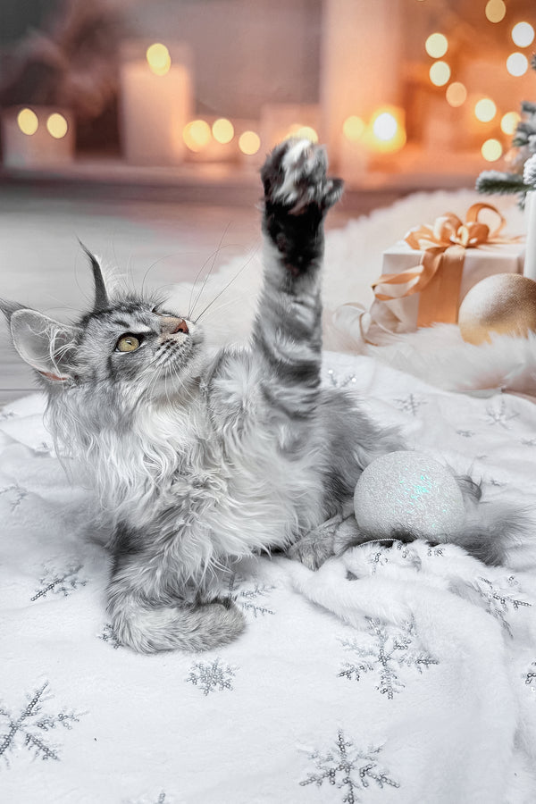 Milly | Maine Coon Kitten