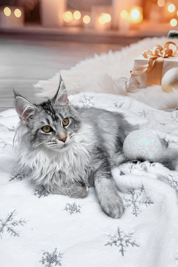 Milly | Maine Coon Kitten