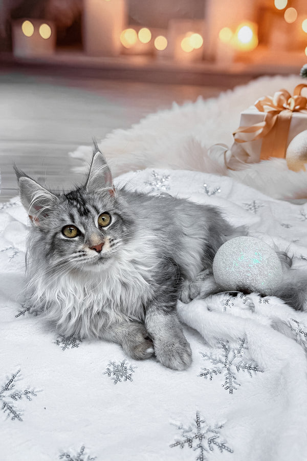 Milly | Maine Coon Kitten