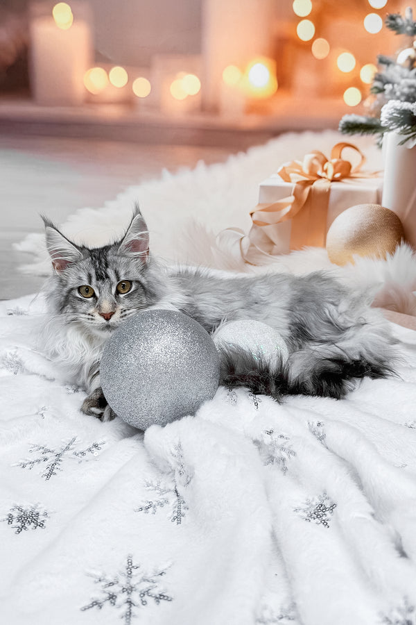 Milly | Maine Coon Kitten