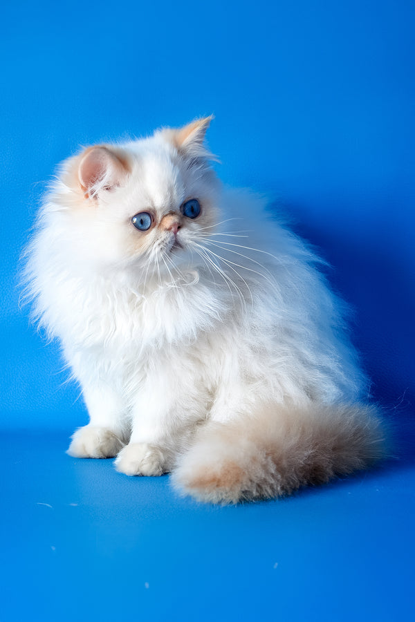 Milo | Persian Kitten