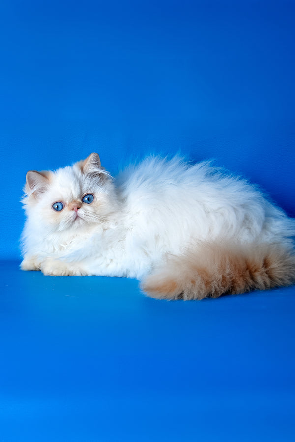 Milo | Persian Kitten