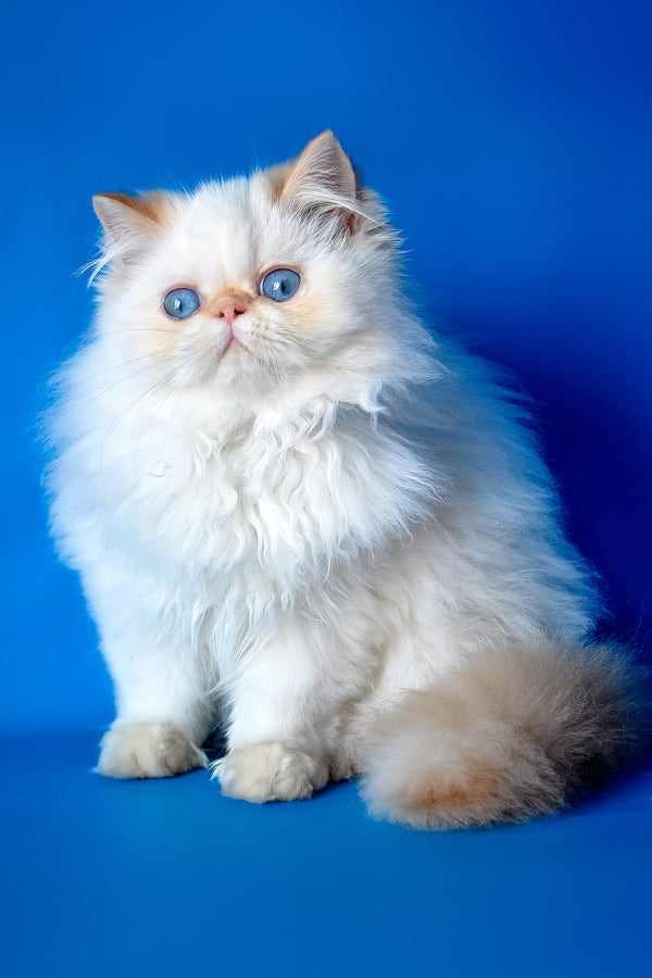 Milo | Persian Kitten