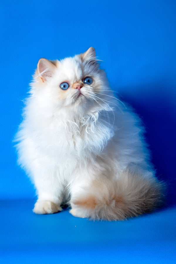 Milo | Persian Kitten