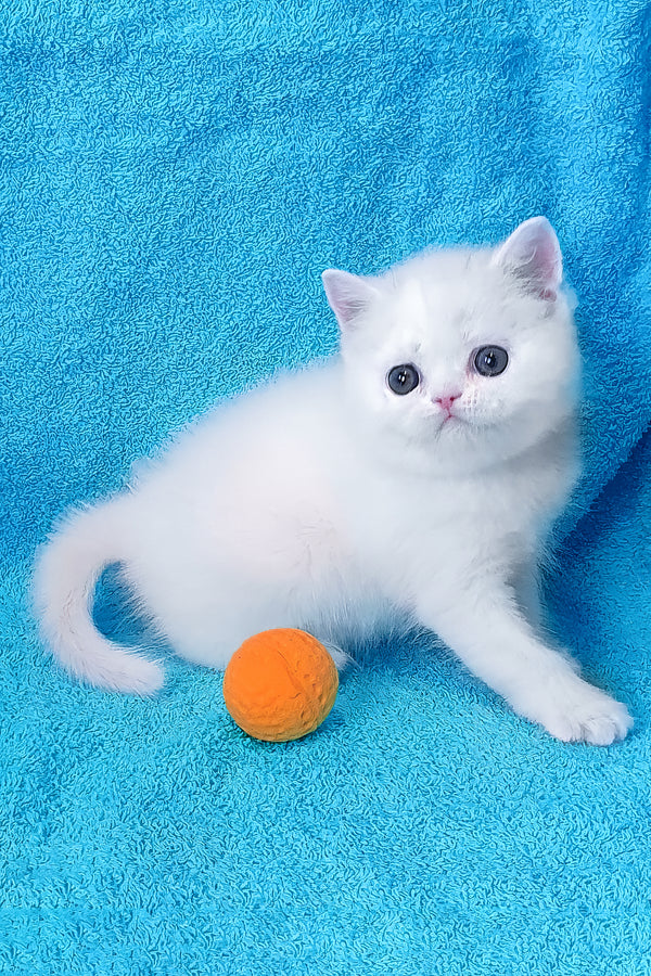 Mimino | Exotic Shorthair Kitten