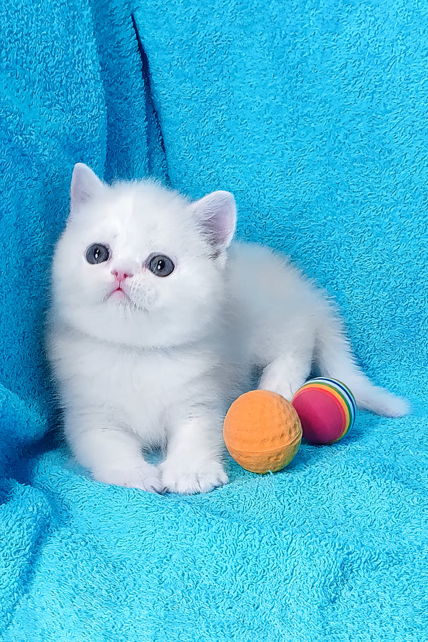 Mimino | Exotic Shorthair Kitten