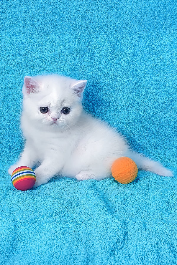 Mimino | Exotic Shorthair Kitten
