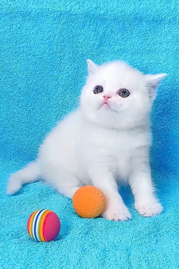 Mimino | Exotic Shorthair Kitten