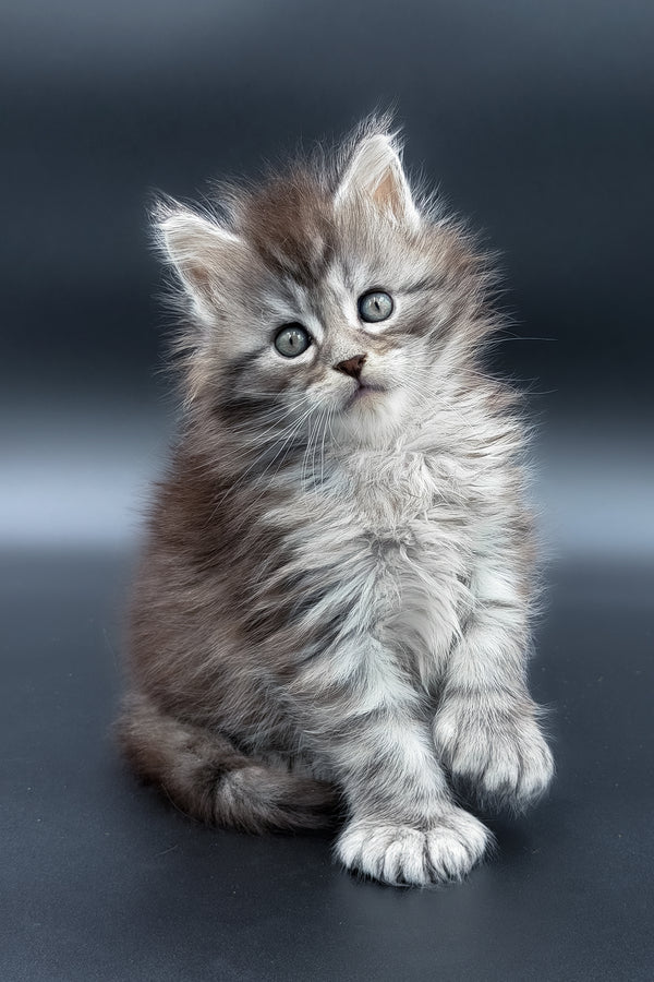 Minora | Polydactyl Maine Coon Kitten