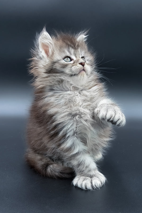 Minora | Polydactyl Maine Coon Kitten