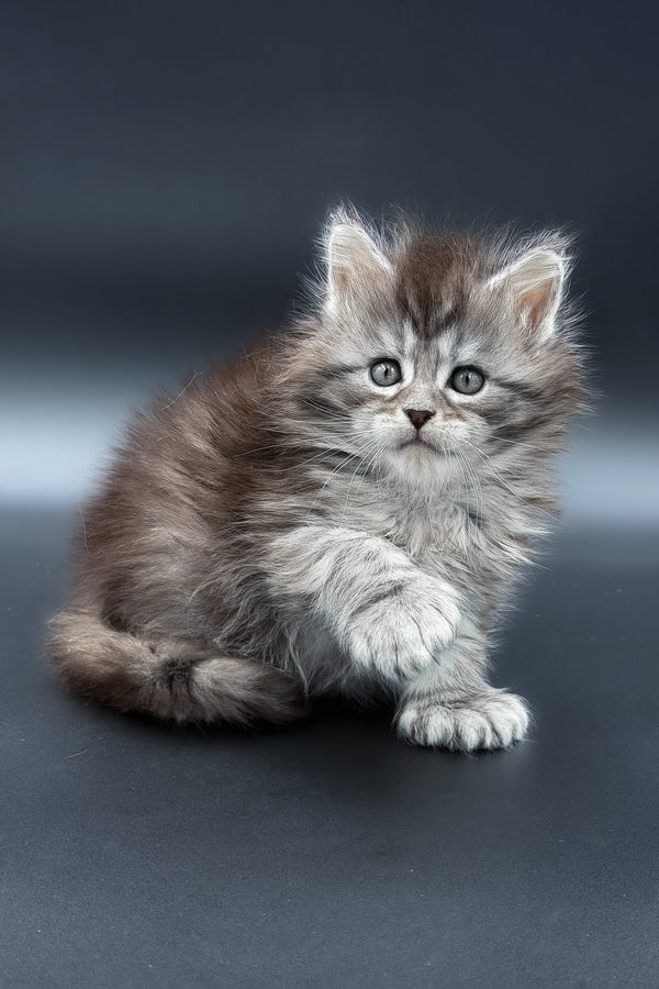 Minora | Polydactyl Maine Coon Kitten