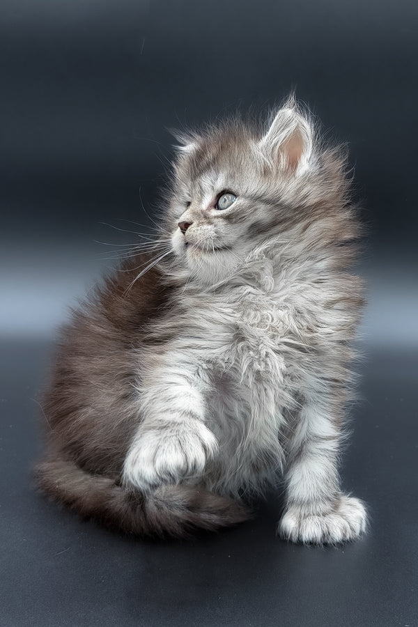 Minora | Polydactyl Maine Coon Kitten