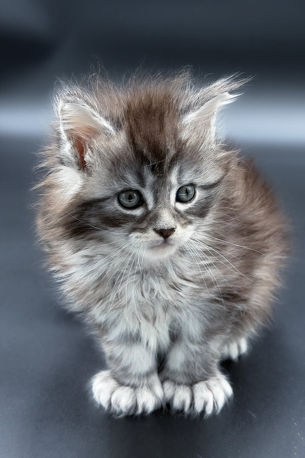 Minora | Polydactyl Maine Coon Kitten