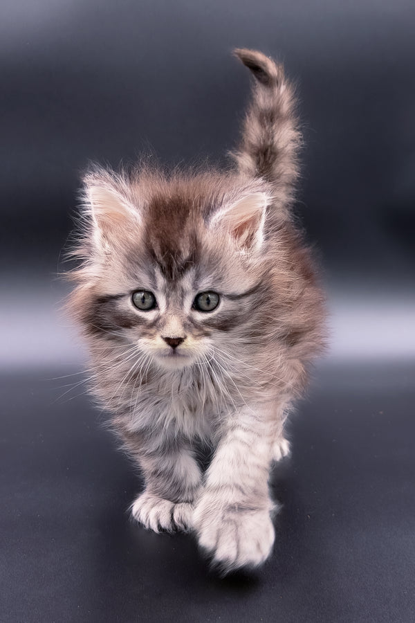 Minora | Polydactyl Maine Coon Kitten