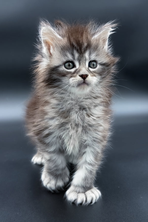 Minora | Polydactyl Maine Coon Kitten