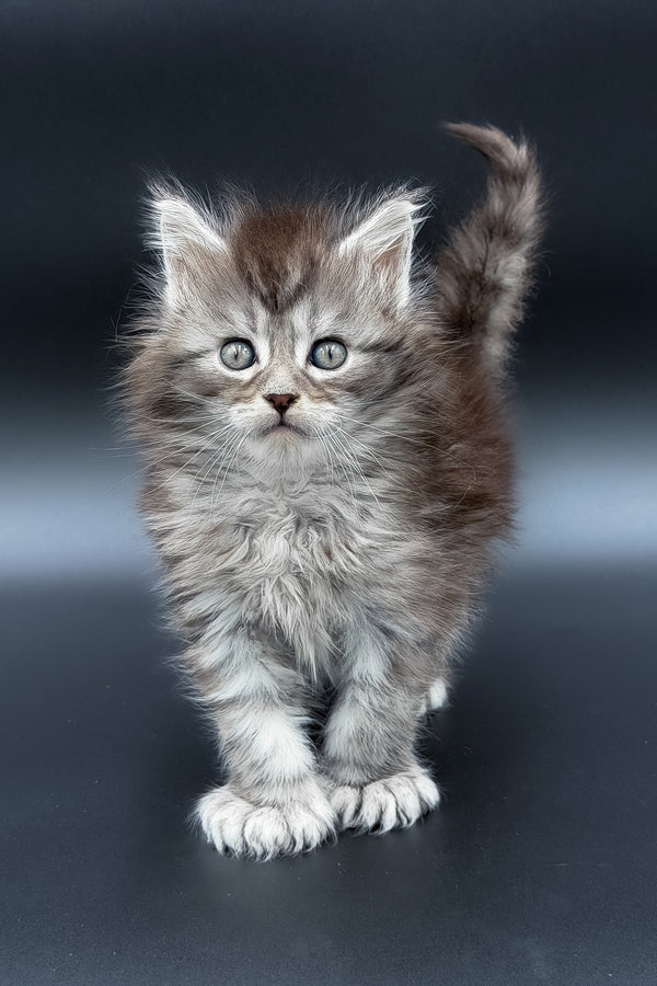 Minora | Polydactyl Maine Coon Kitten