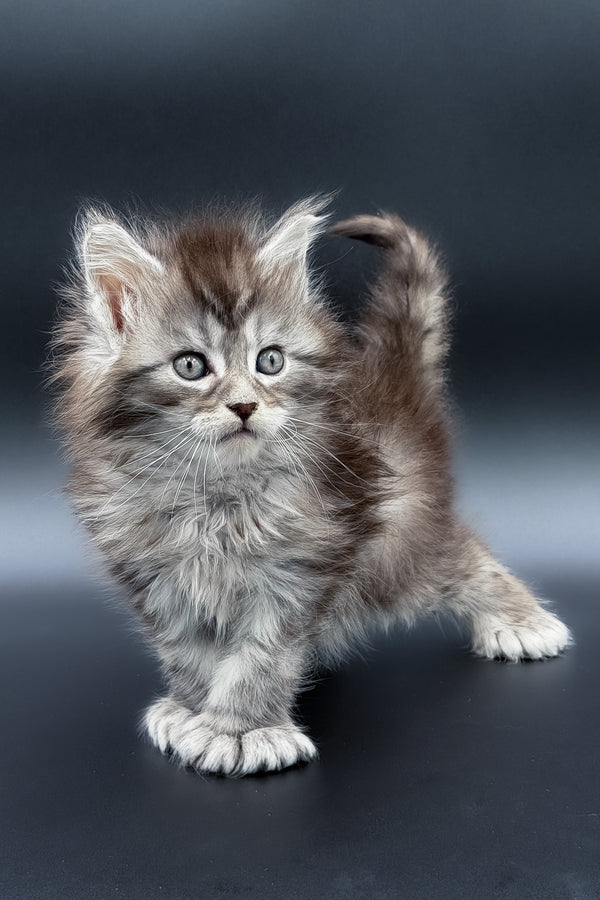 Minora | Polydactyl Maine Coon Kitten
