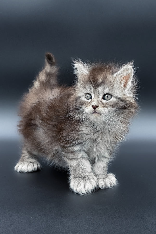 Minora | Polydactyl Maine Coon Kitten