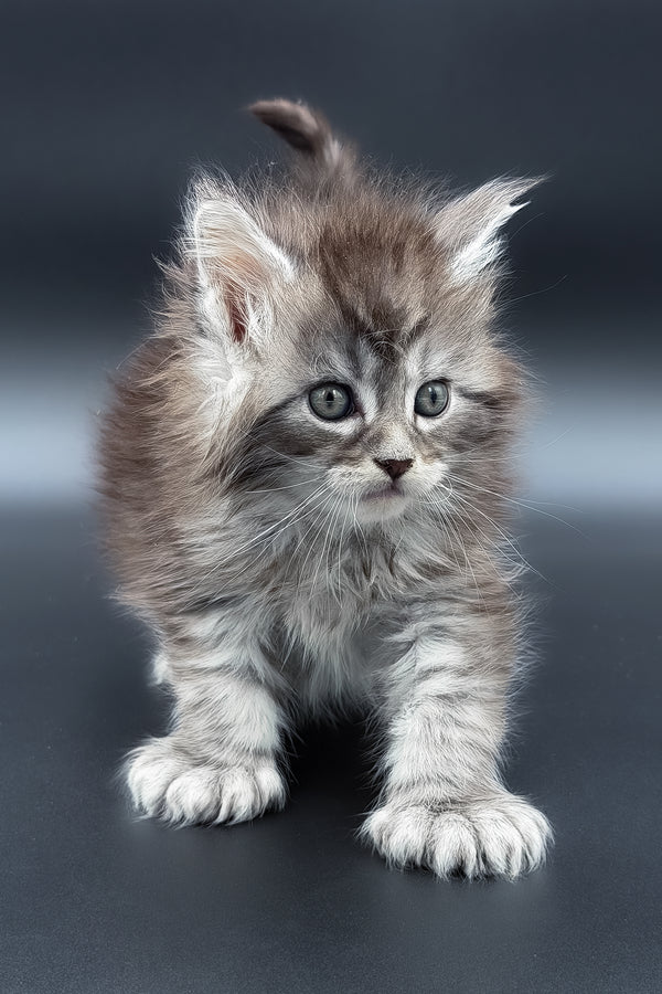 Minora | Polydactyl Maine Coon Kitten
