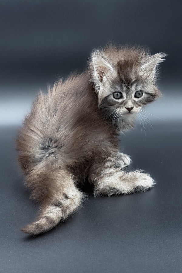 Minora | Polydactyl Maine Coon Kitten