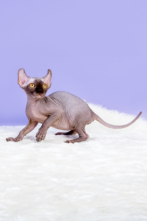 Mira | Canadian Elf Sphynx Kitten